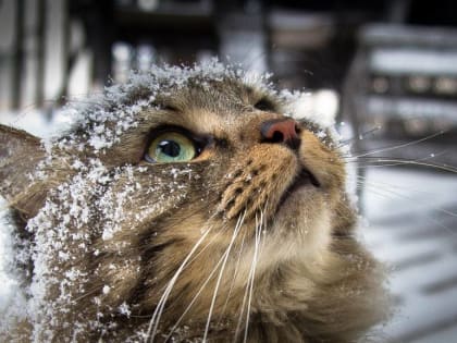 В выходные в Ростовской области прогнозируют снег и гололед