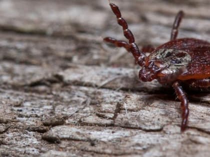 Пятерых человек из Ростовской области в этом году уже покусали клещи
