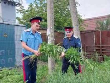 Таганрогские казаки провели рейд по обнаружению и уничтожению очагов дикорастущей конопли