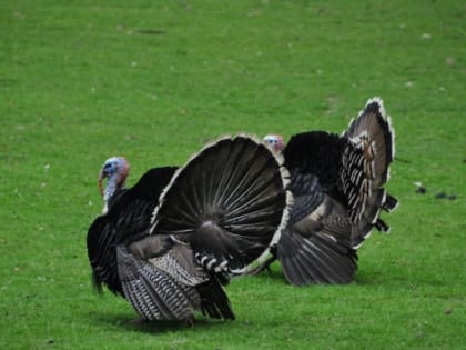 В Ростовской области расширят производство мяса утки и индейки