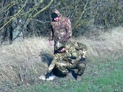 На Дону расследуют массовую гибель зайцев