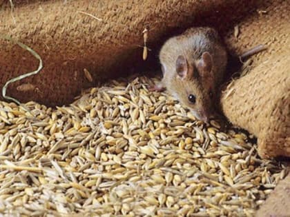 В Ростовской области из-за грызунов могут вырасти цены на зерно