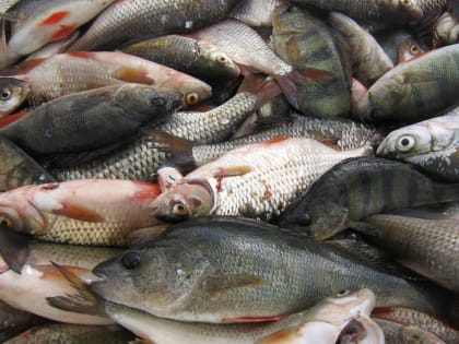 Показатели порчи рыбы