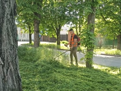 Покос травы на улицах Таганрога будет продолжен