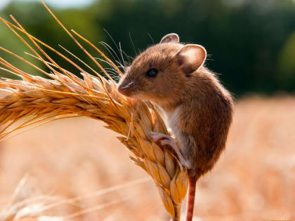 На Дону из-за нашествия грызунов может увеличиться стоимость зерна