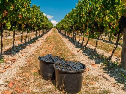 Депутат Госдумы стал совладельцем винодельни в Ростовской области