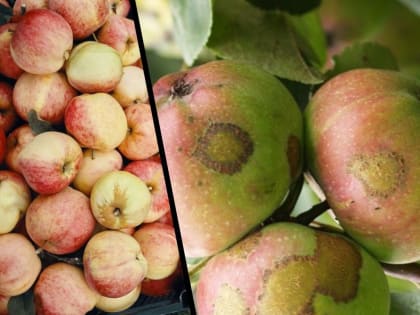 Специфика борьбы с паршой