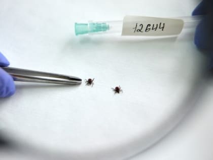 С начала 2023 года пятерых жителей Ростовской области укусили клещи