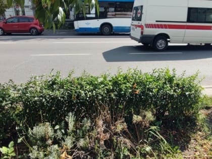 «Это сорт лаванды?»: ростовчане шокированы кустами амброзии в центре города