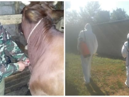 Ветеринарные учения состоялись в Усть-Донецком районе