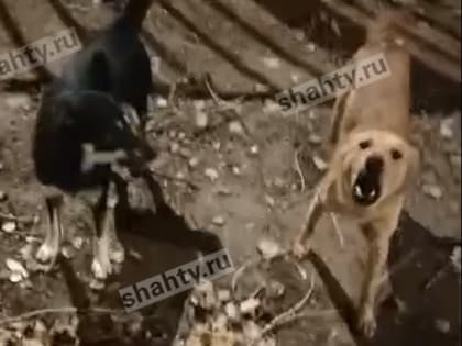 В Шахтах стая собак напала на женщину с ребенком рядом с детской поликлиникой