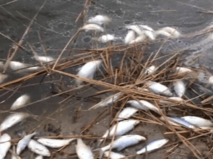 Массовую гибель рыбы вызвал сгон воды в Таганрогском заливе Азовского моря и реках области