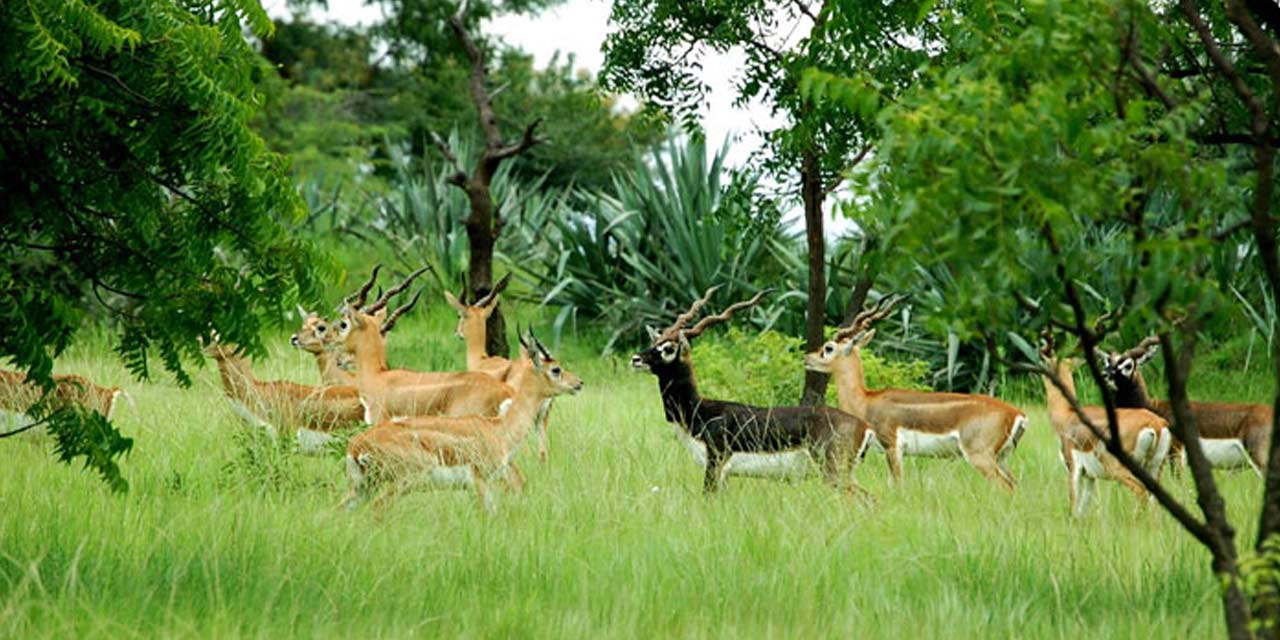 Machiya Safari Park