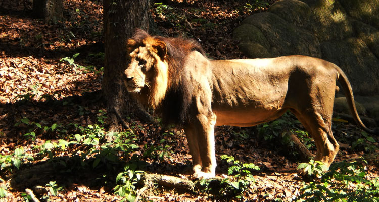 Machiya Safari Park