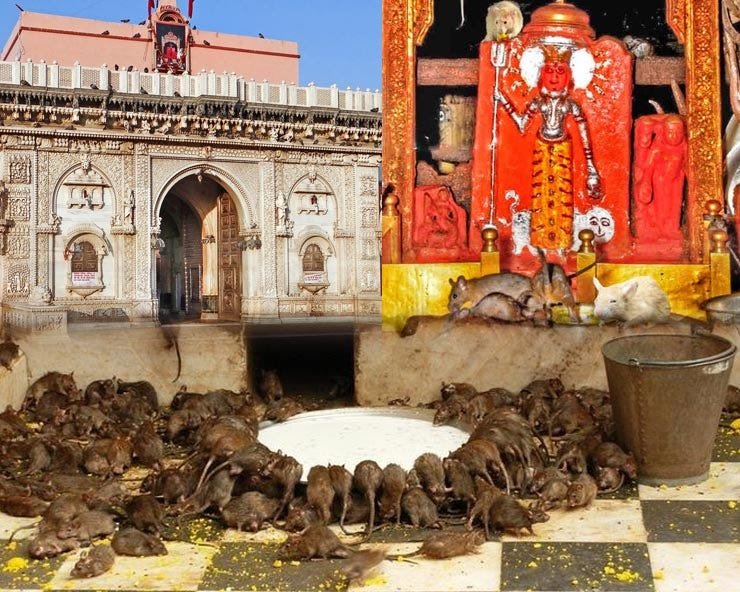 <p>Deshnok Karni Mata Temple</p>