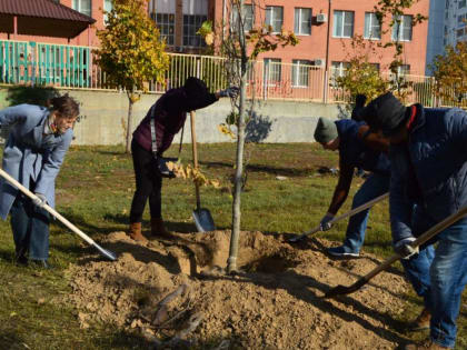 В субботу на улицах и в скверах Таганроге будут сажать деревья