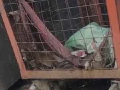 В мусорных баках в районе Пролетарки Шахт завелись крысы