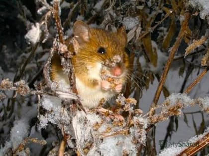 Напоминаем - при борьбе с мышами на сельхозугодиях соблюдайте требования действующего законодательства!