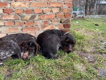 Дратхары-путешественники вернулись в свой дом в Таганроге