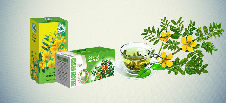 Сенна фото растение