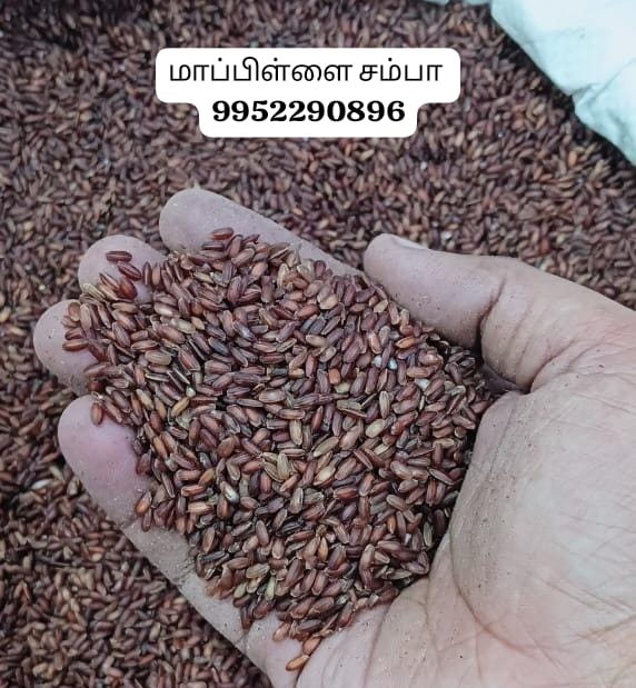 மாப்பிள்ளை சம்பா