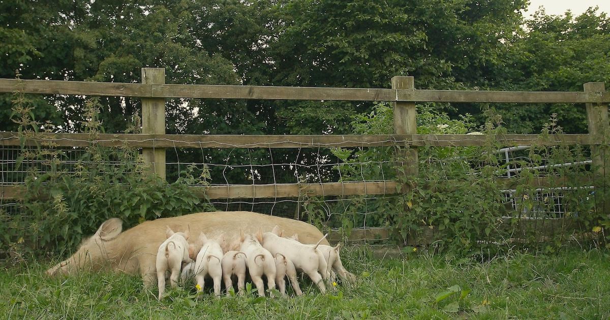 Preview: When Pigs Escape – the touching story of Matilda and her piglets to screen in Bristol this weekend