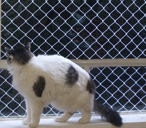 gato na janela com rede de proteção