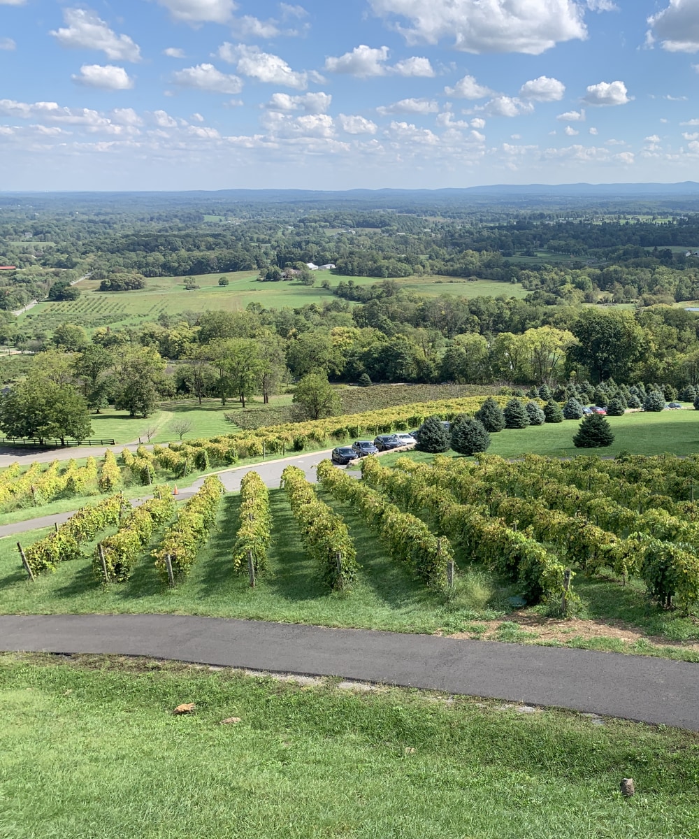 Guests enjoying a Virginia vineyard experience