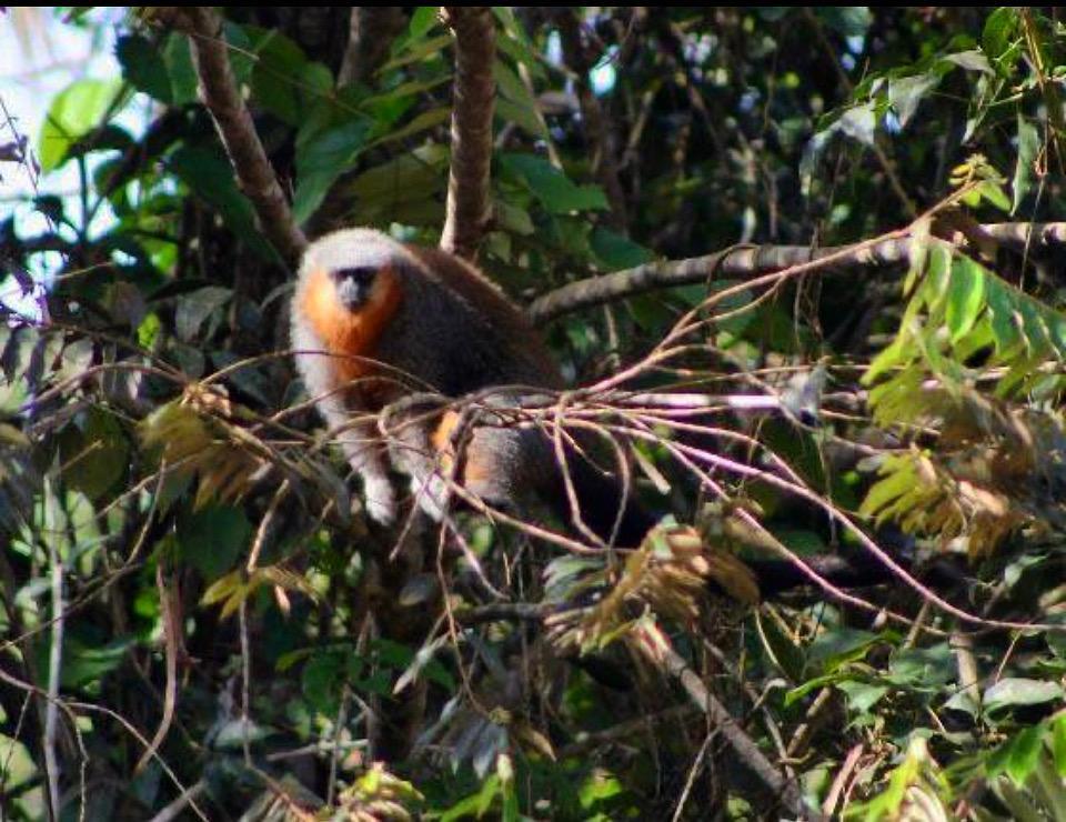 Azoz Monkey Photo Gallery | Images of the Amazon | Jardim da Amazônia Lodge