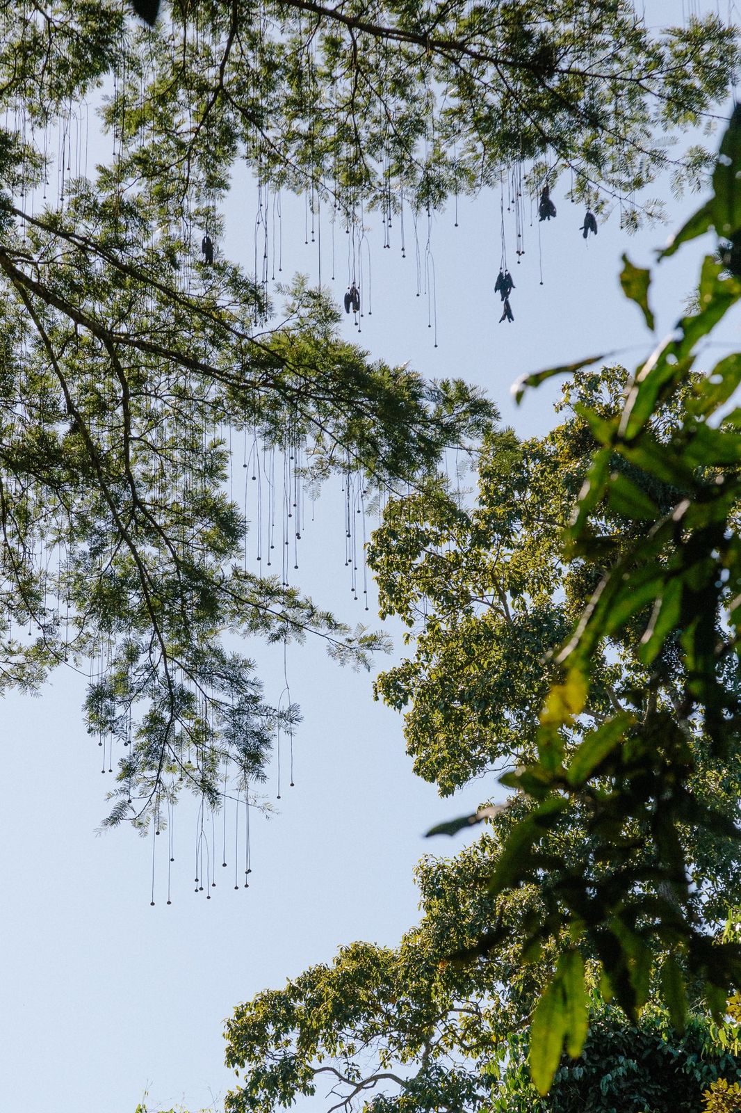 Trilhas na Natureza | Caminhadas na Selva Amazônica - Jardim da Amazônia |  Jardim Amazônia Lodge - Amazon Birdwatching \u0026 Research Station, image size:1066x1600