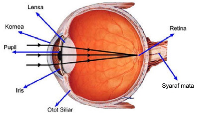 Sistem Optik Pada Mata Anashir Learning