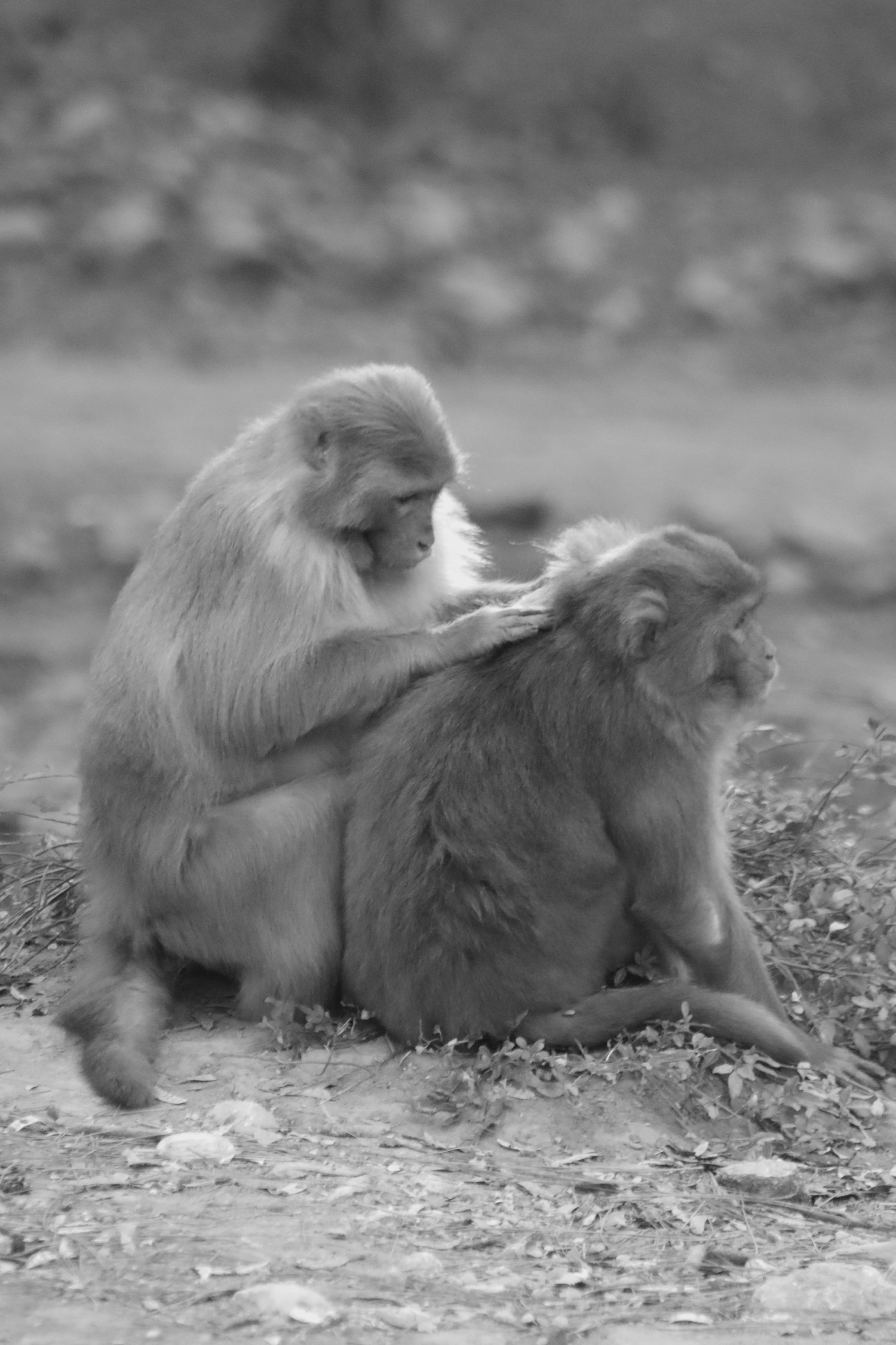 Human mating