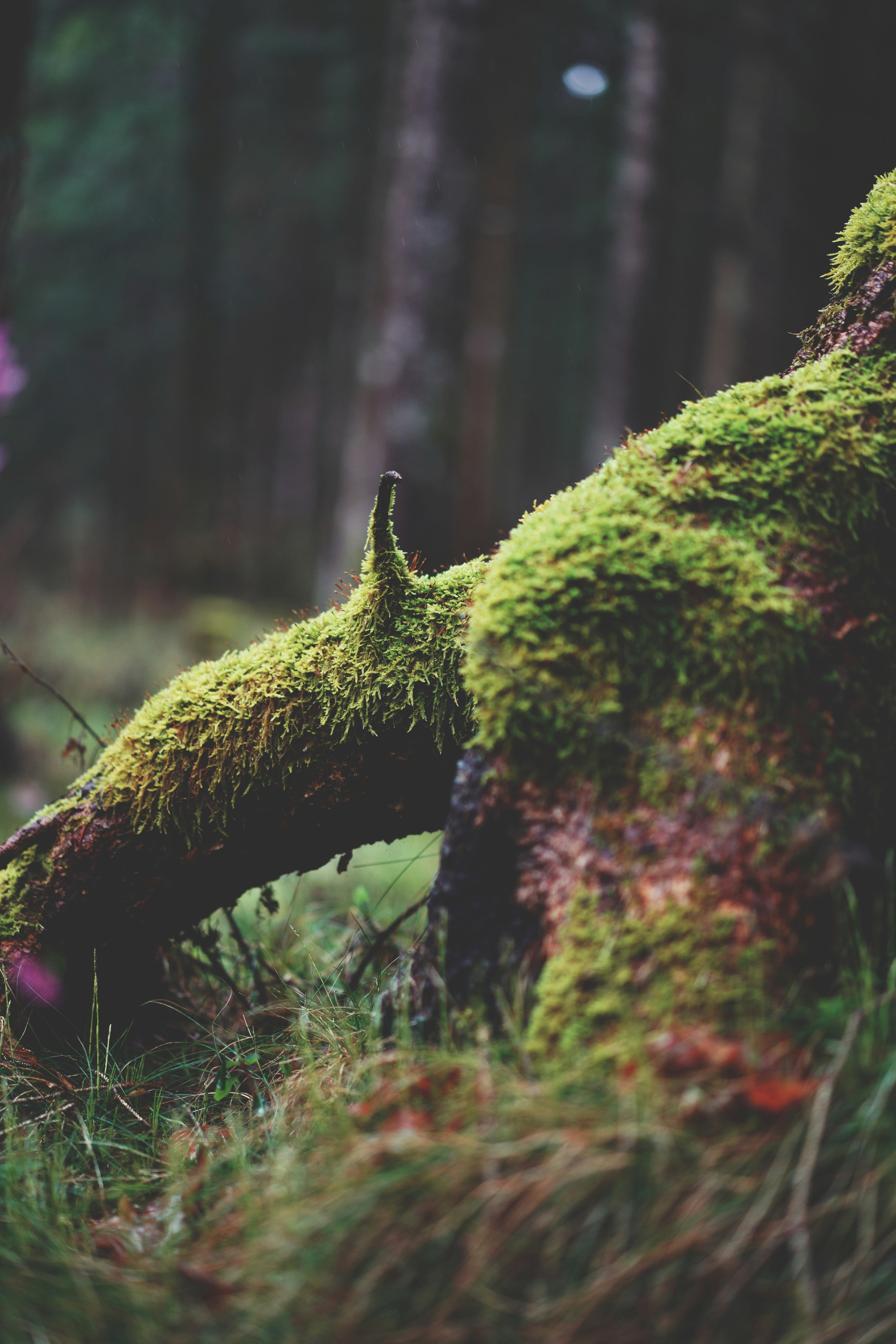 Creat a creature having nature