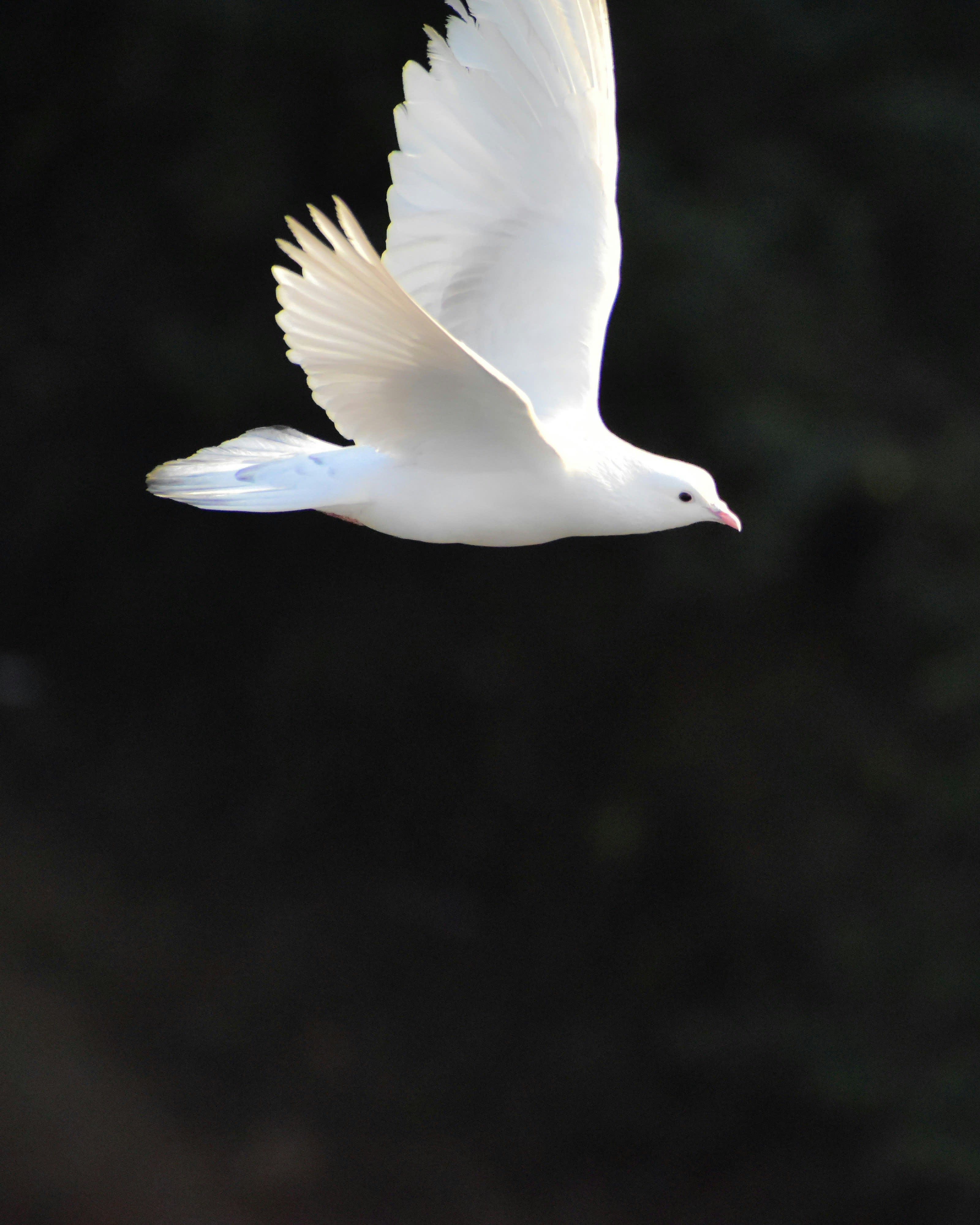 Dove