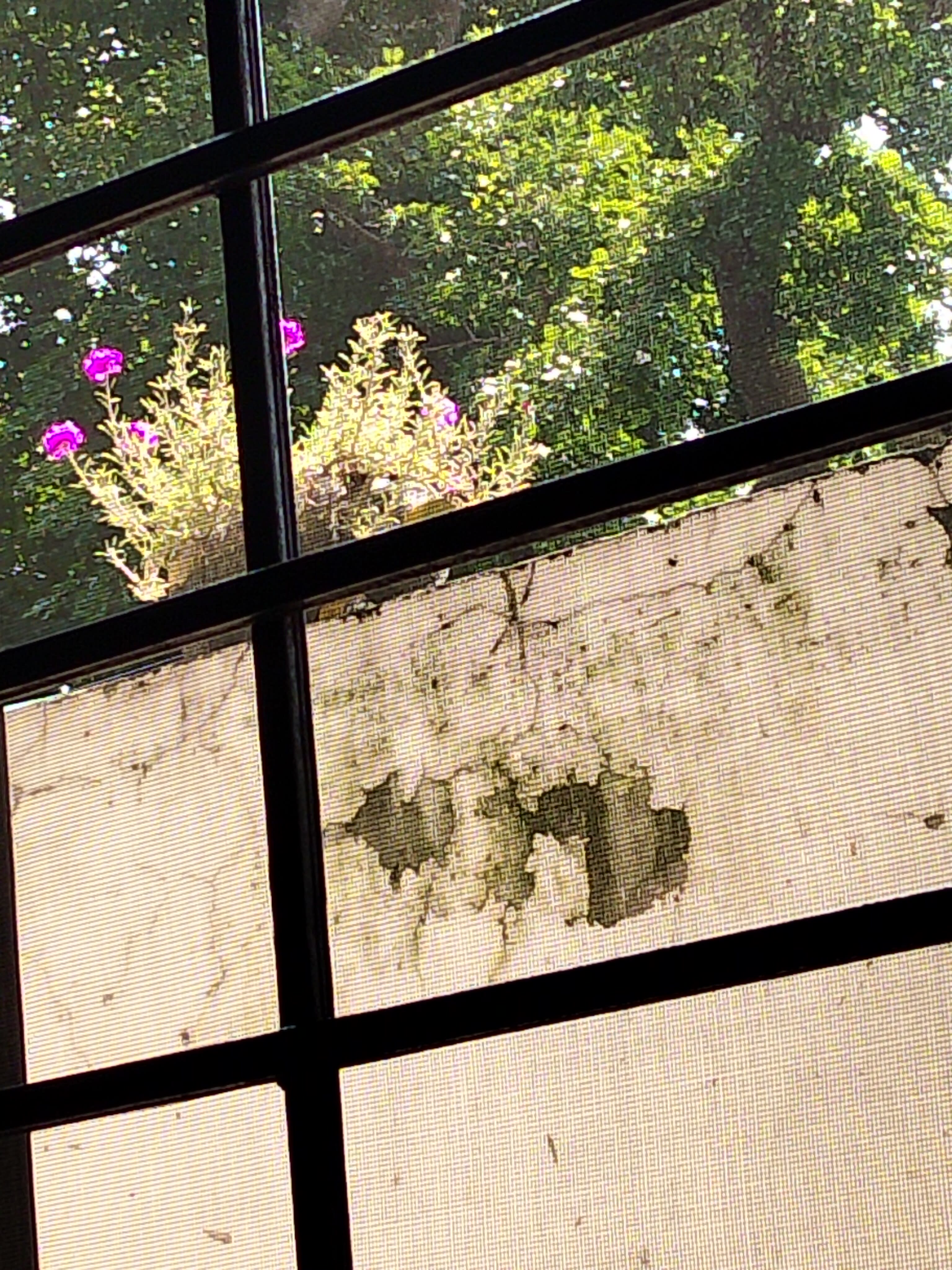 Purple Flowers