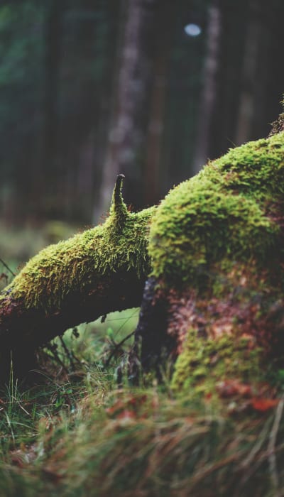 Creat a creature having nature