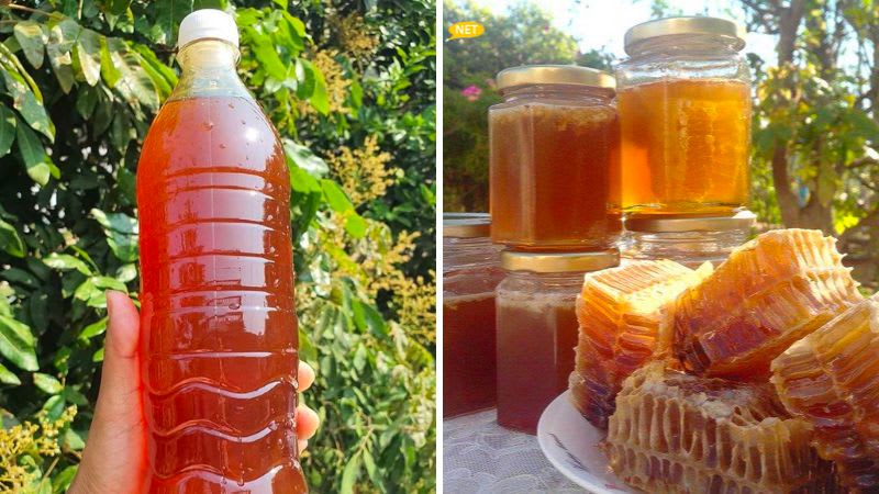 Mật ong hoa nhãn nguyên chất