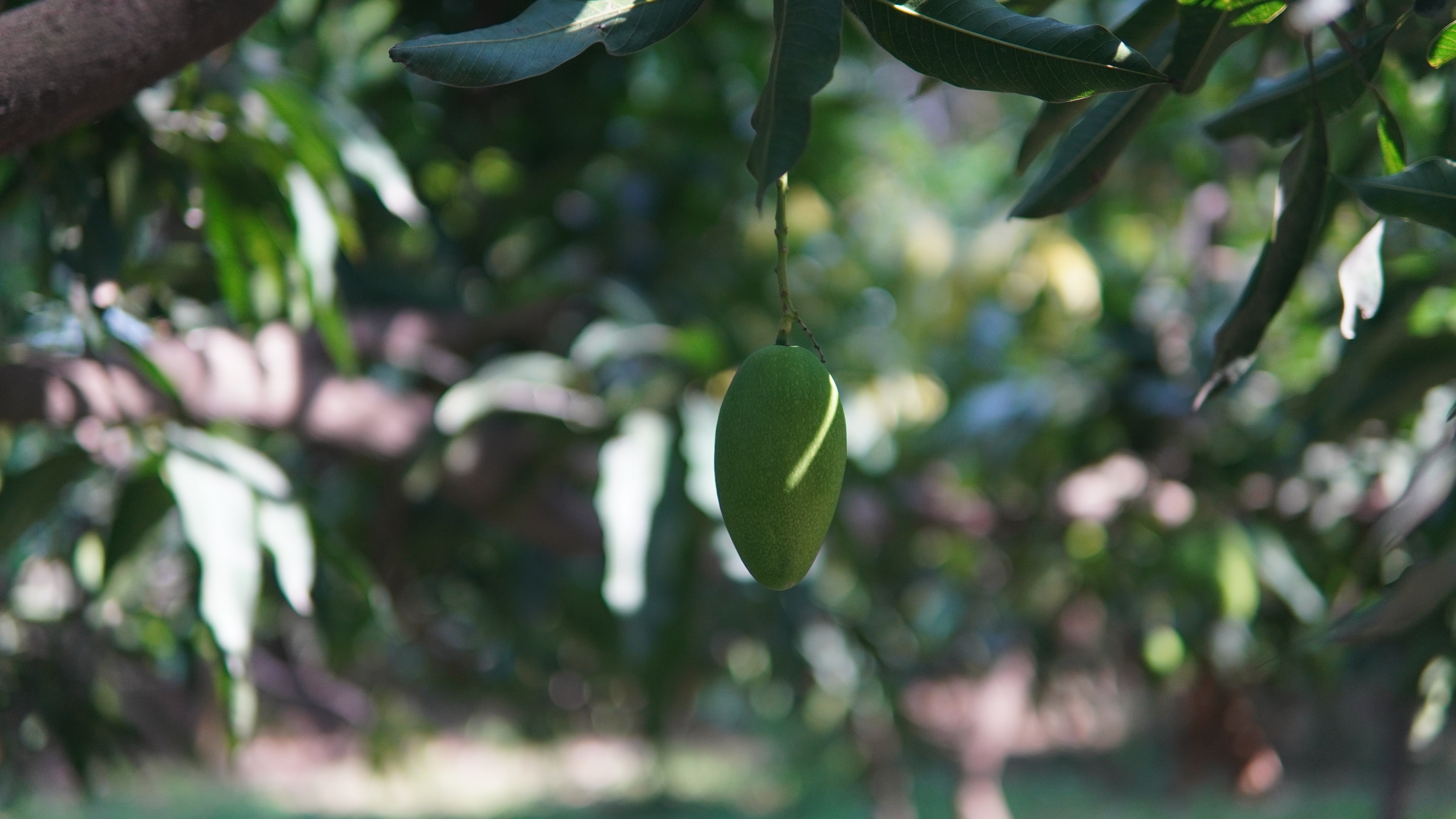 Malihabad Mango Orchard