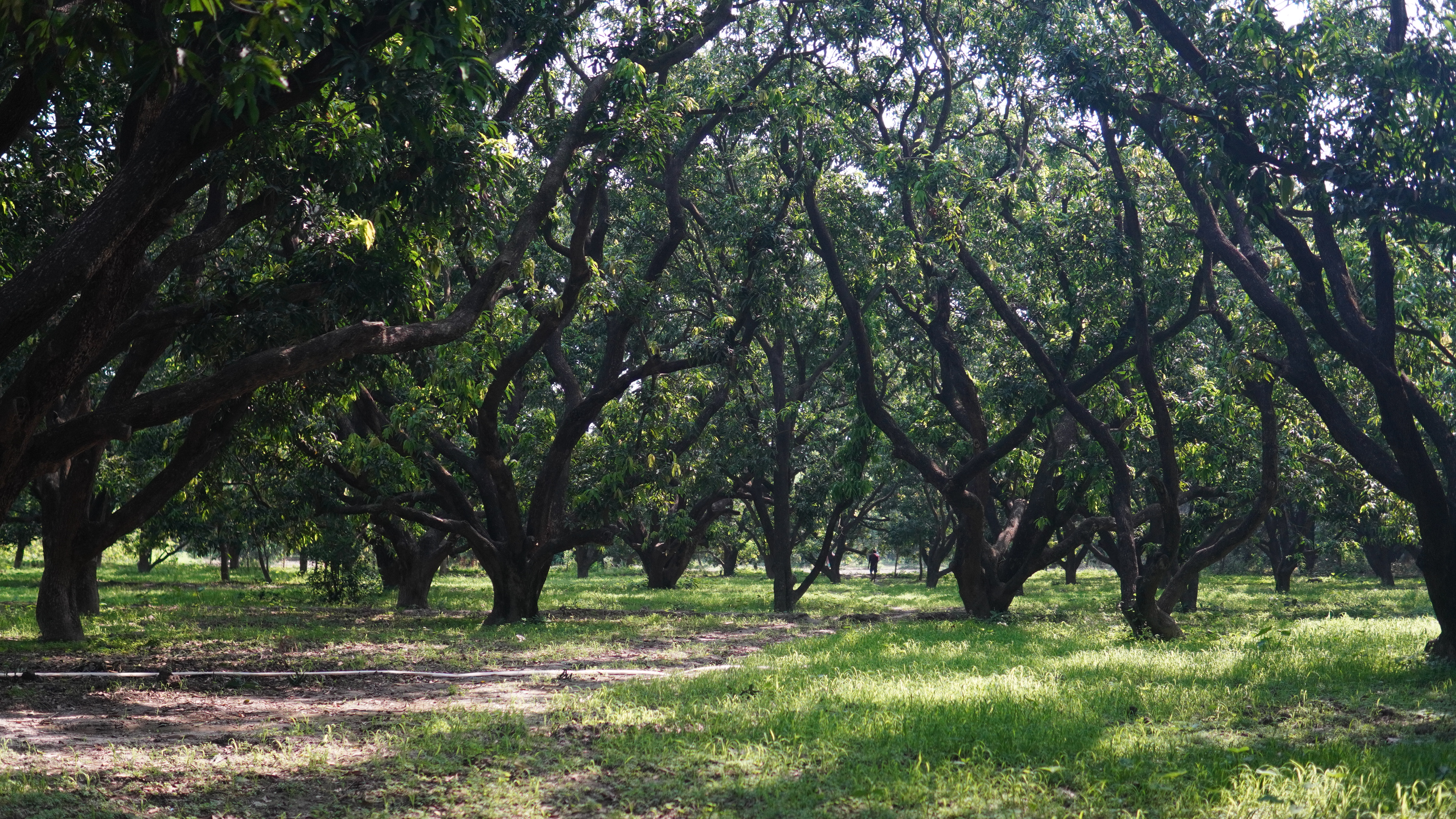 Lush Green Mango Trees