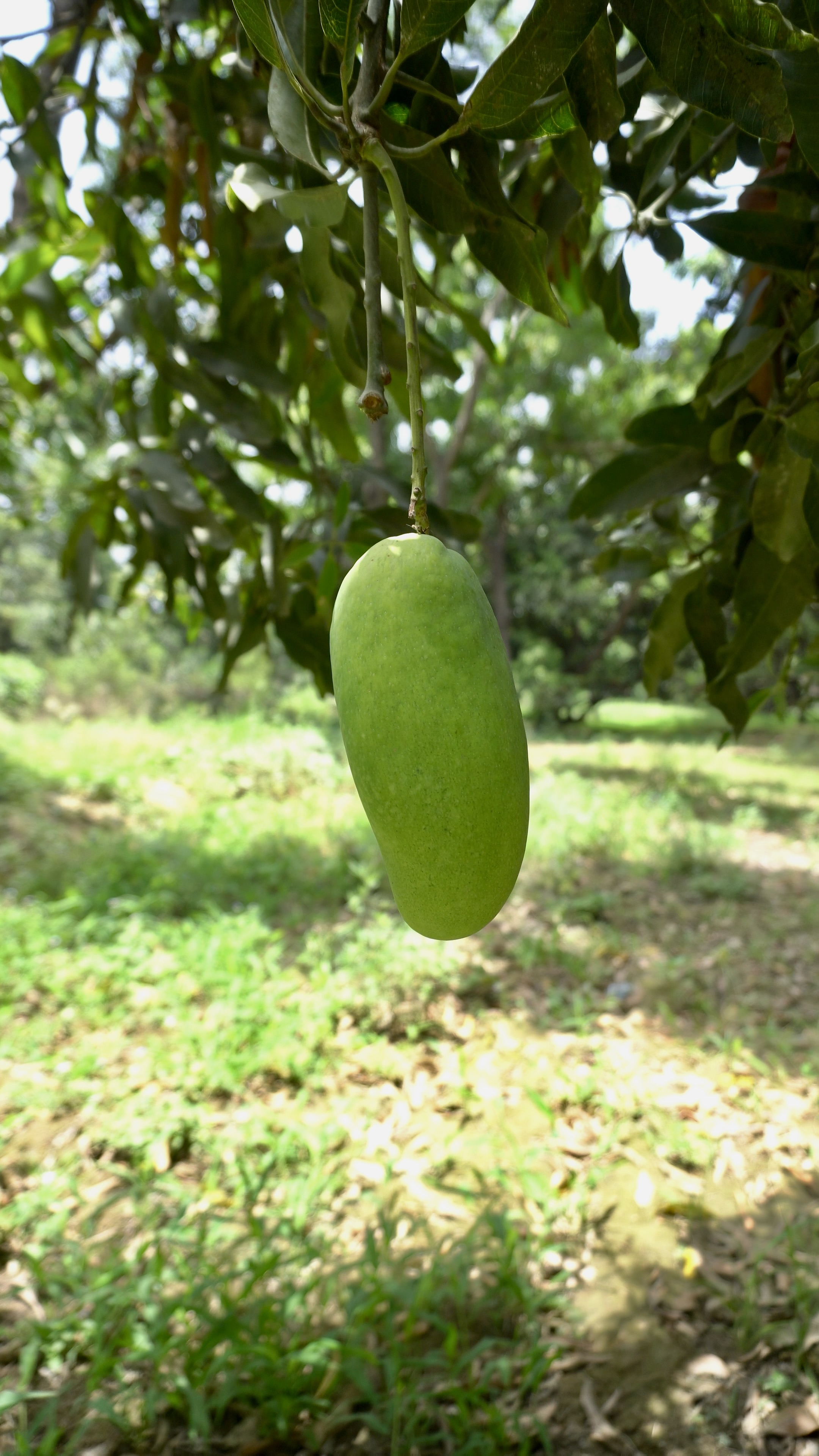 Malihabad Das