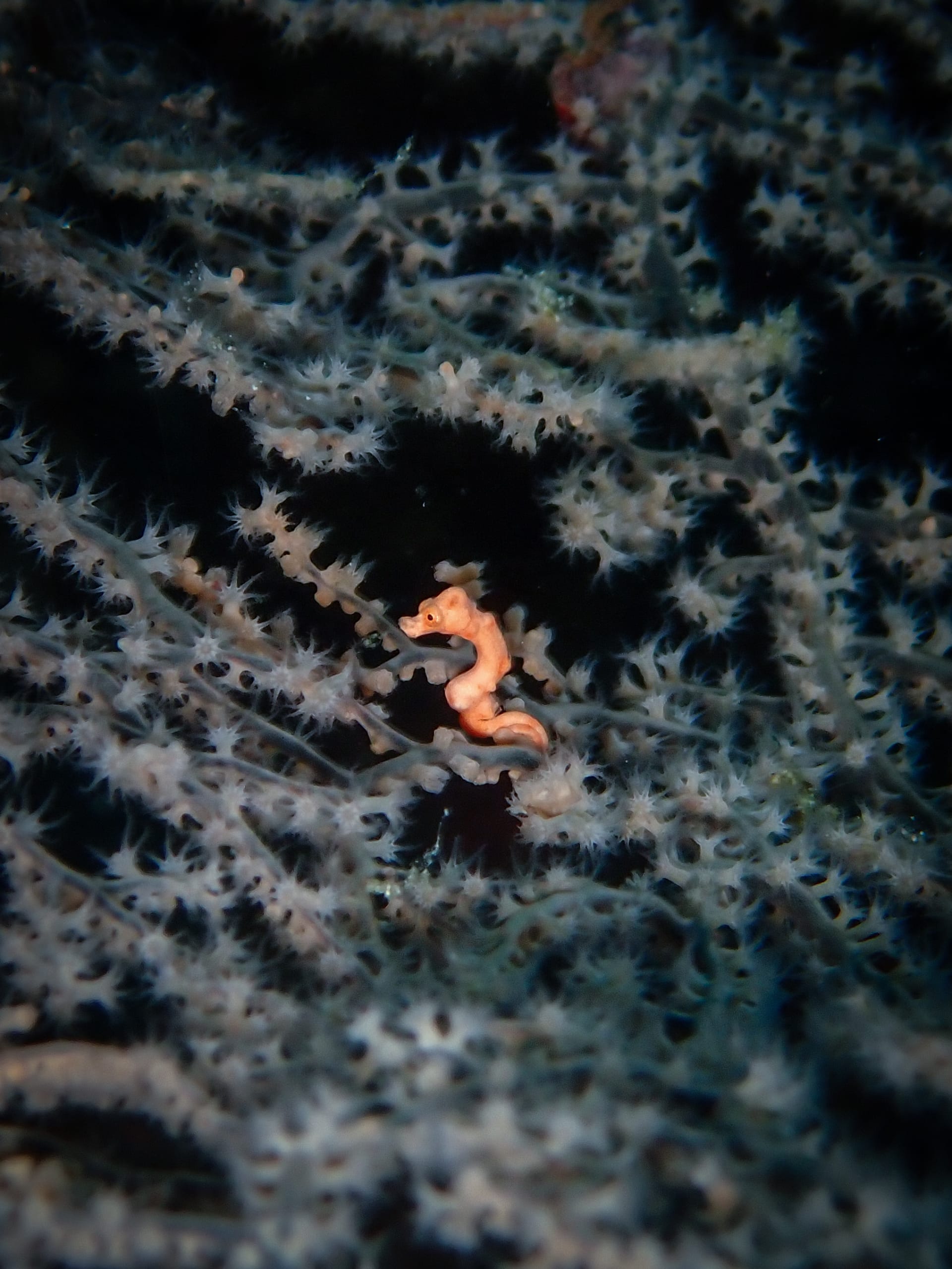 A pygmy seahorse found on a Coral Quests dive in the Philippines — the kind of encounter a quest passport records