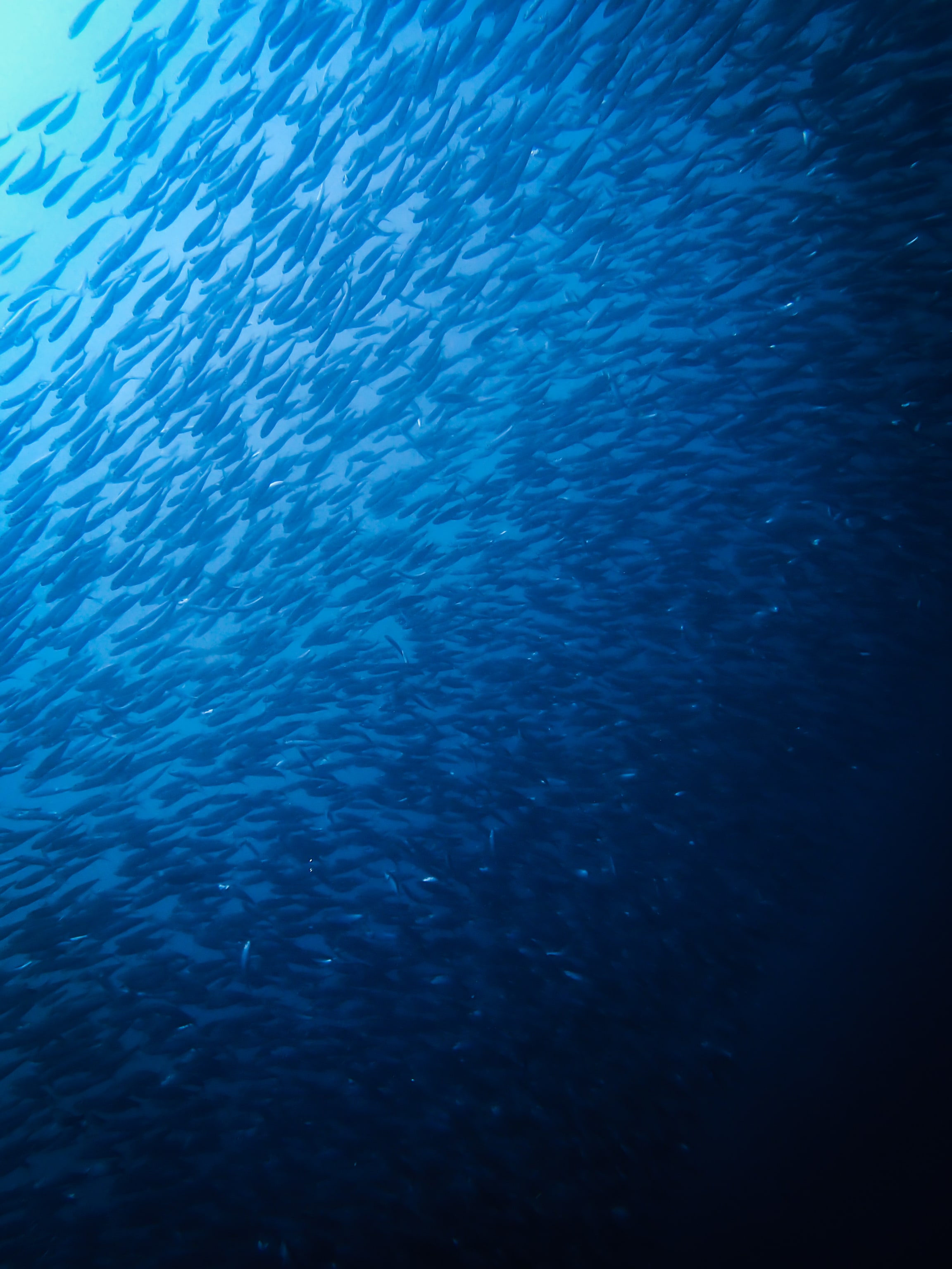 A dense school of sardines in blue water