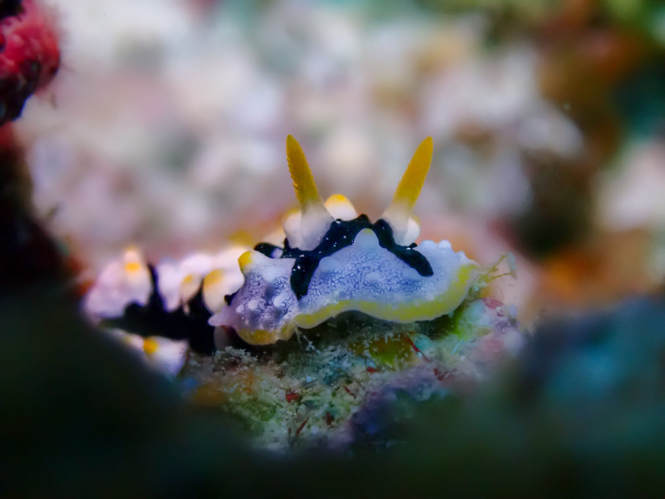 Colorful nudibranch on the reef