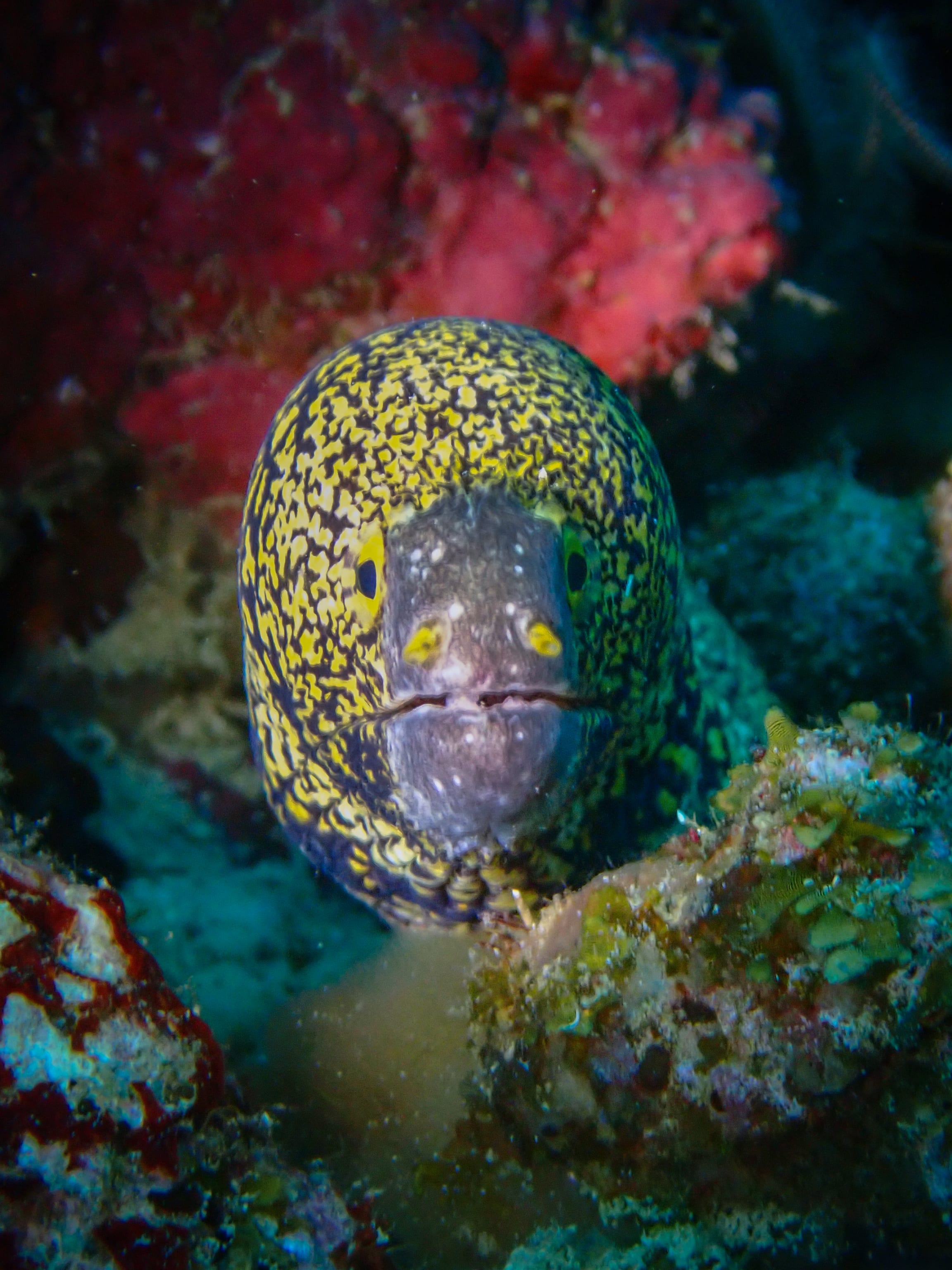 Moray eel emerging from the reef