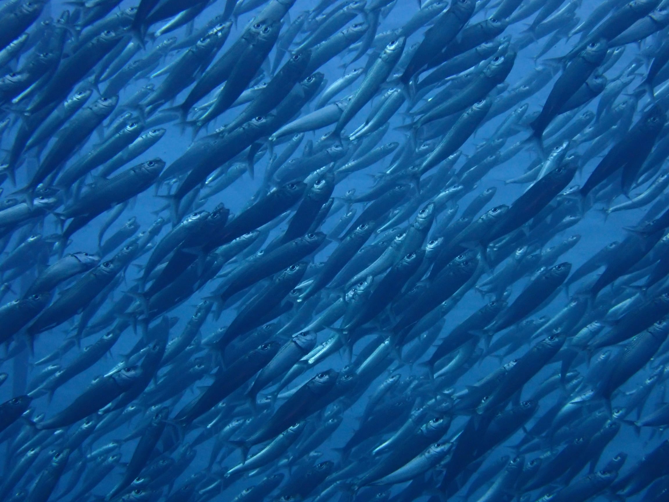 Sardines swimming together in a shimmering shoal