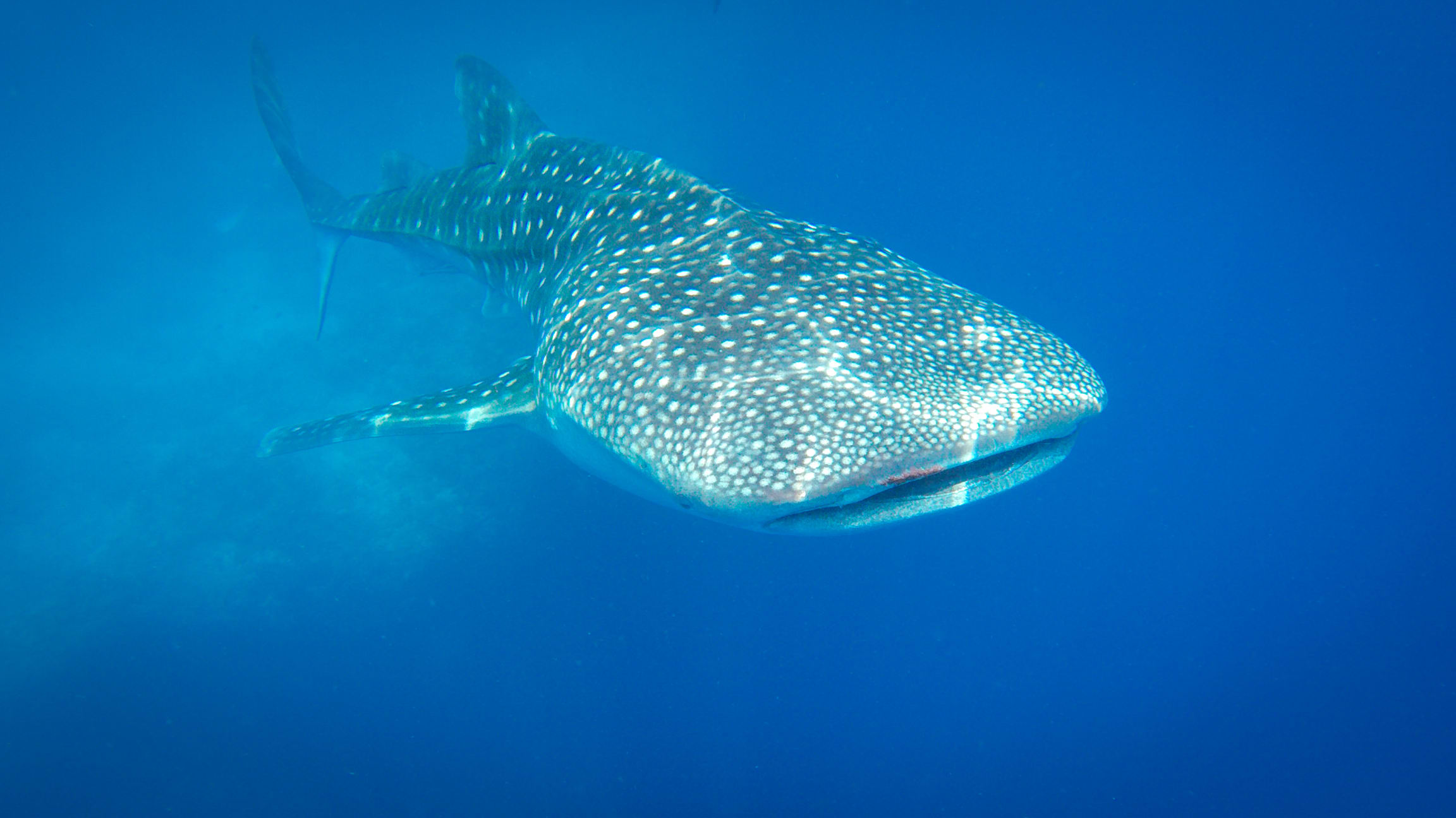 Whale shark swimming near the surface