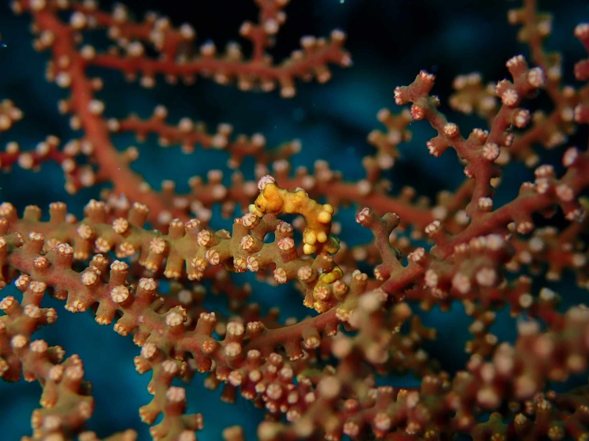 Small seahorse camouflaged among branching coral