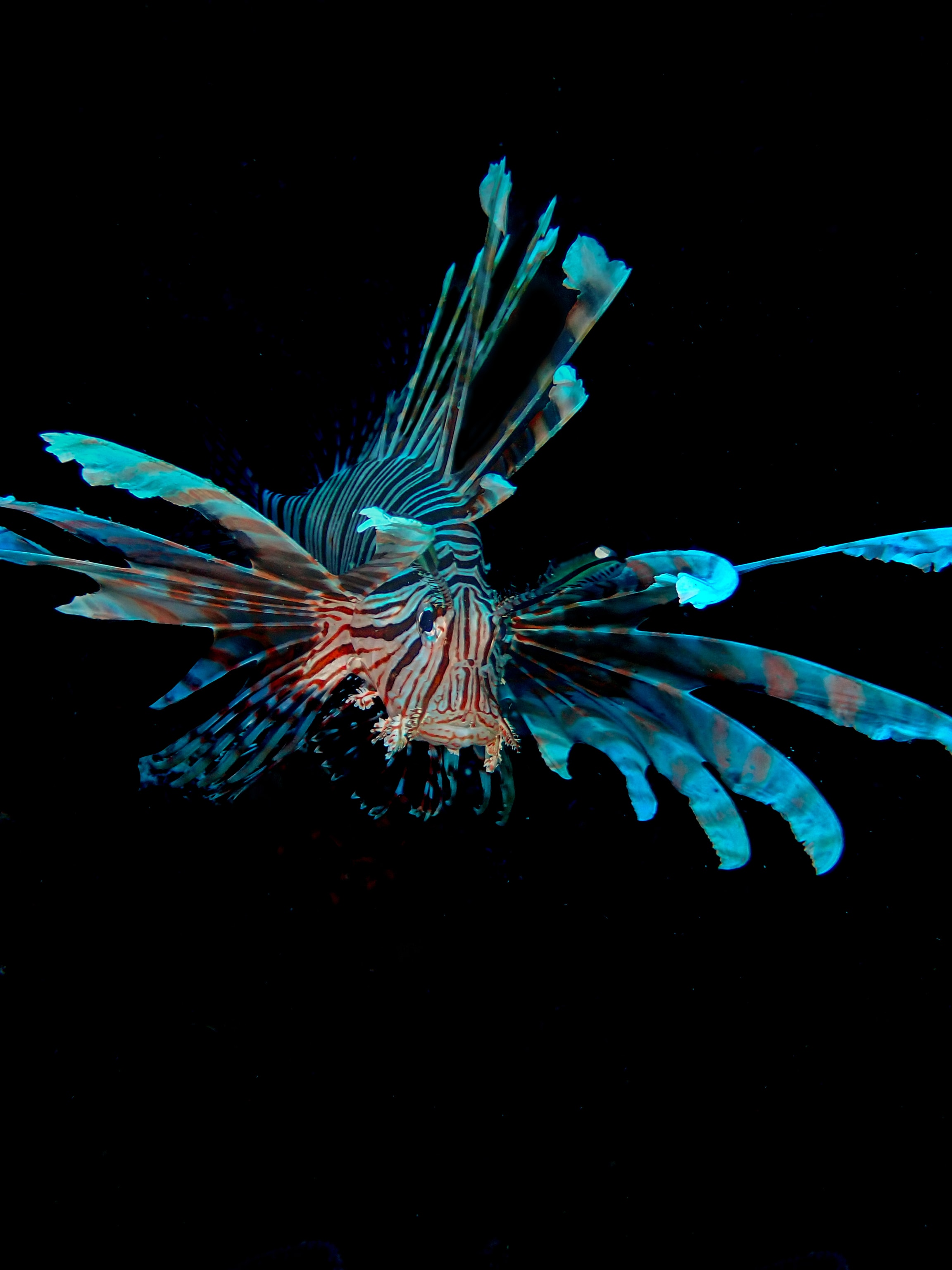 Lionfish with its fins spread