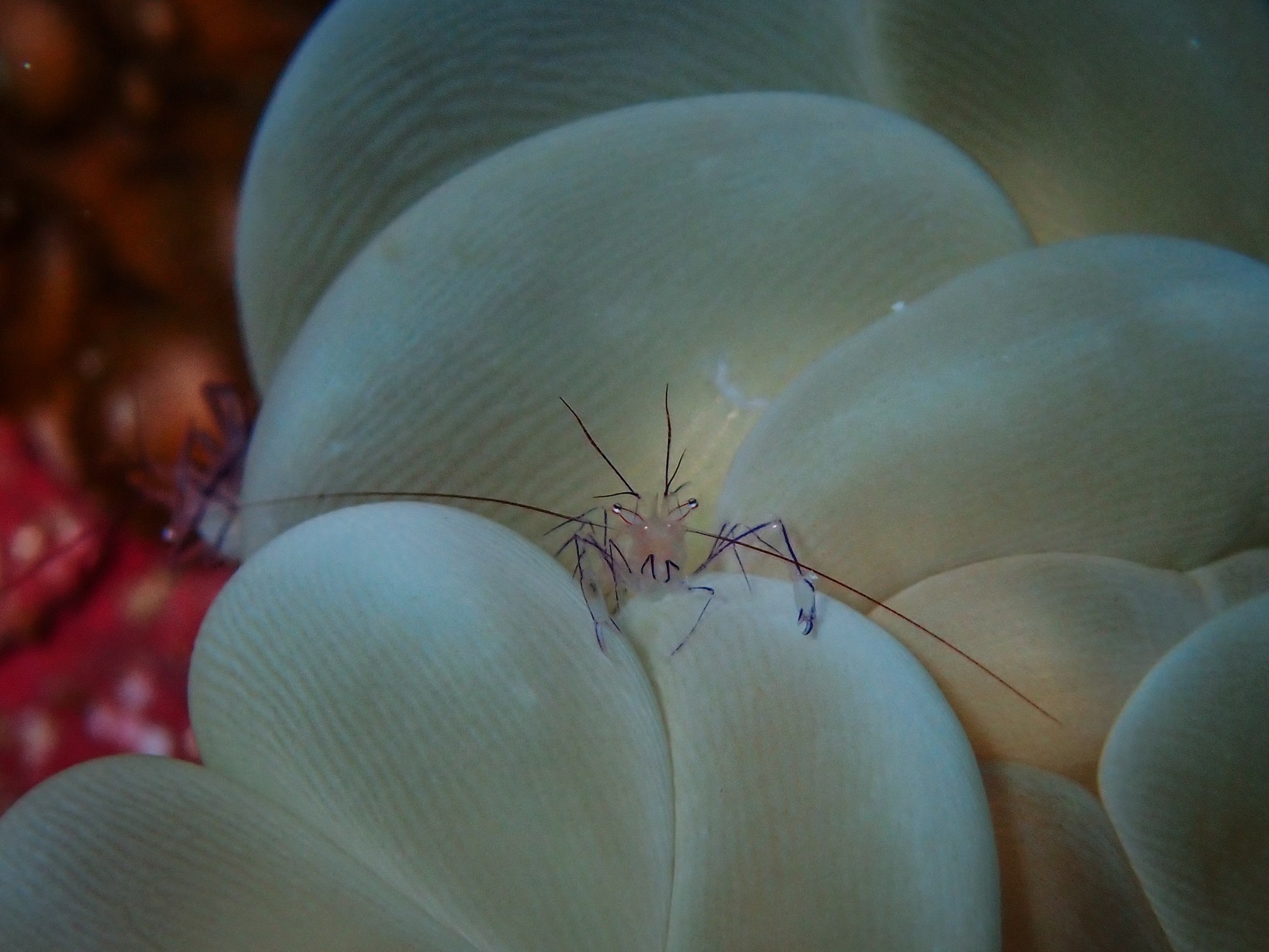 Bubble coral on the reef