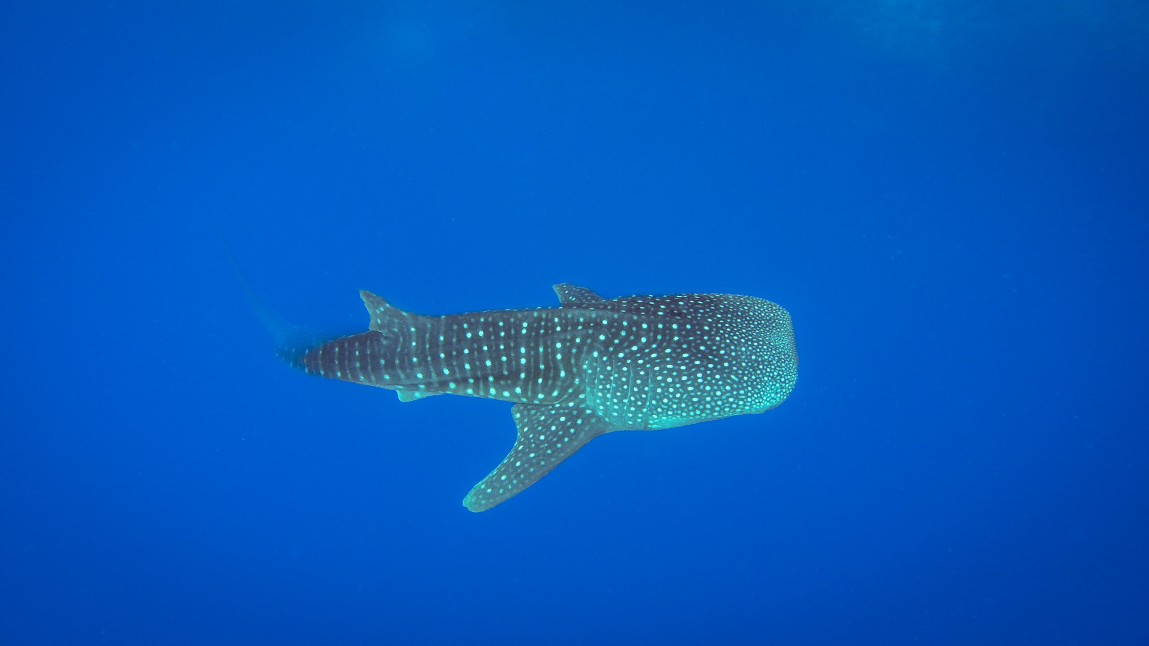 Side view of a whale shark in blue water
